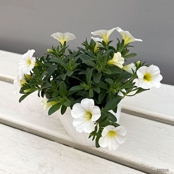 カリブラコア：サンバ　ホワイト3.5ポット 6株セット