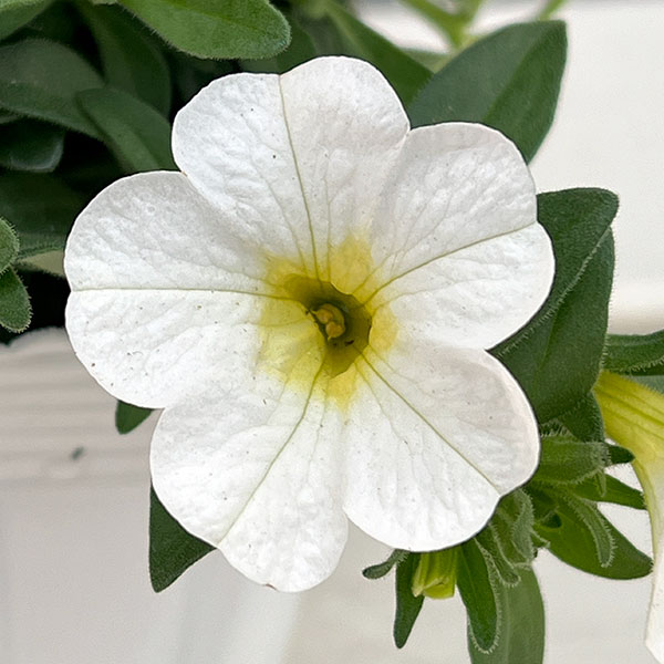 カリブラコア：サンバ　ホワイト3.5ポット 6株セット