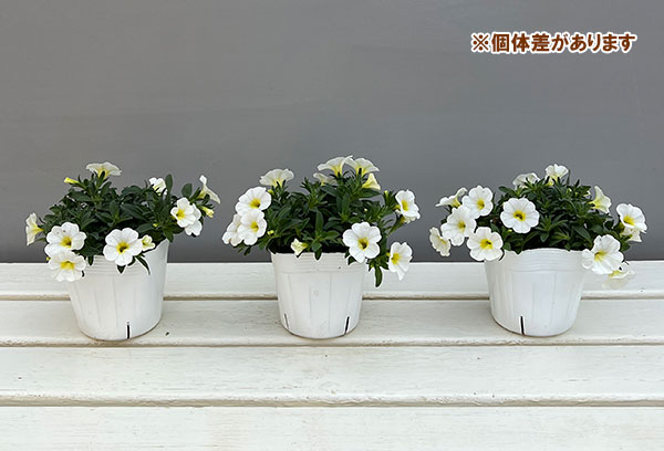 カリブラコア：サンバ　ホワイト3.5ポット 6株セット