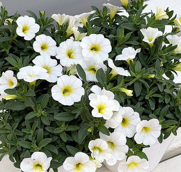 カリブラコア：サンバ　ホワイト3.5ポット 6株セット