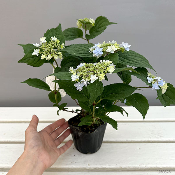 ヤマアジサイ：ぽじさい（R）　坊ヶ鶴の華（ボウガヅルノハナ）3号ポット