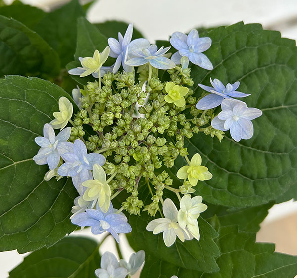 ヤマアジサイ：ぽじさい（R）　坊ヶ鶴の華（ボウガヅルノハナ）3号ポット