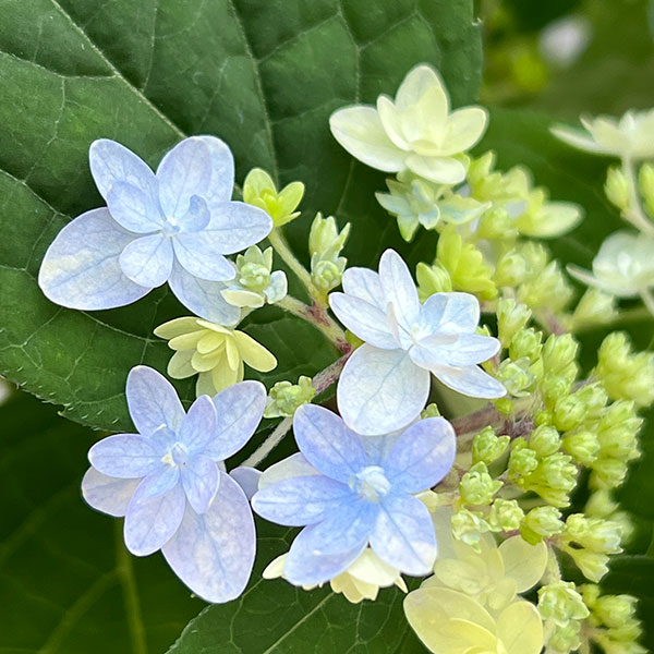 ヤマアジサイ：ぽじさい（R）　坊ヶ鶴の華（ボウガヅルノハナ）3号ポット