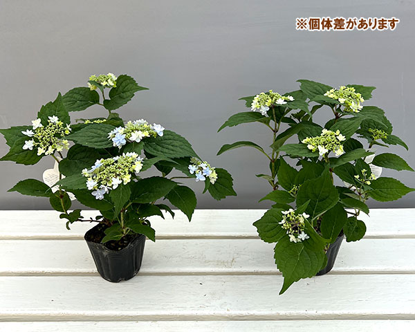 ヤマアジサイ：ぽじさい（R）　坊ヶ鶴の華（ボウガヅルノハナ）3号ポット