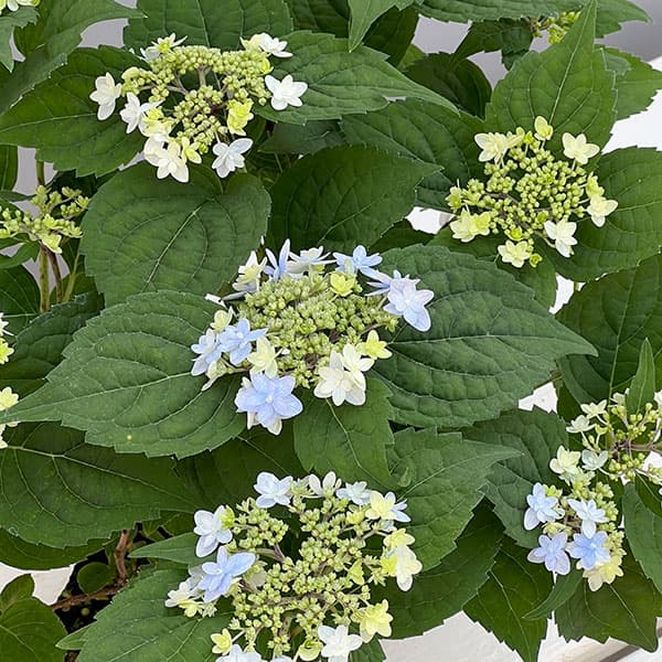 ヤマアジサイ：ぽじさい（R）　坊ヶ鶴の華（ボウガヅルノハナ）3号ポット