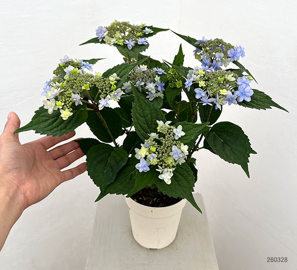 ヤマアジサイ：坊ヶ鶴の華（ボウガヅルノハナ）4号鉢植え