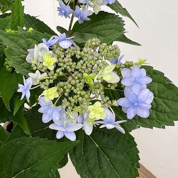 ヤマアジサイ：坊ヶ鶴の華（ボウガヅルノハナ）4号鉢植え