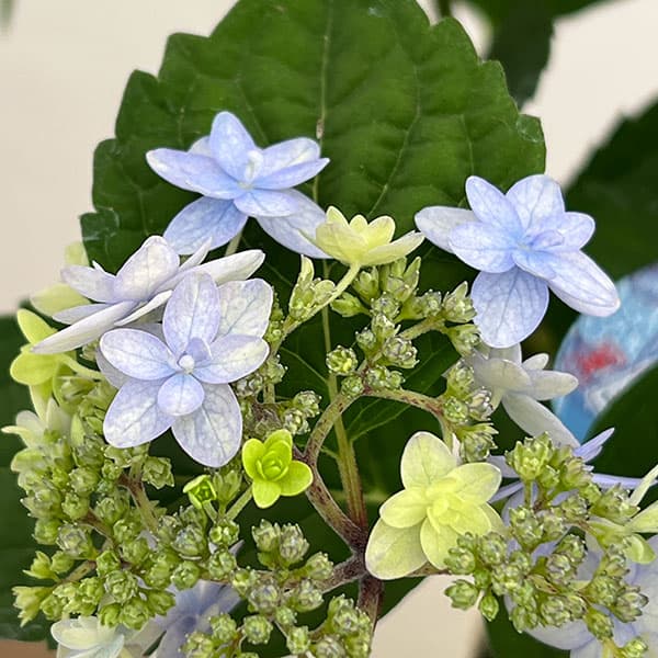 ヤマアジサイ：坊ヶ鶴の華（ボウガヅルノハナ）4号鉢植え