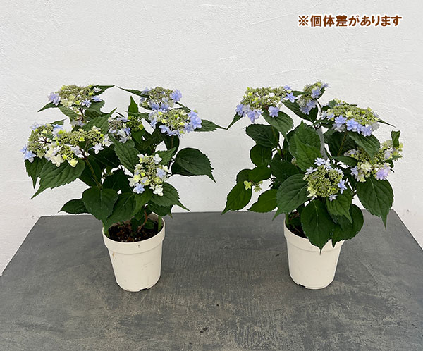 ヤマアジサイ：坊ヶ鶴の華（ボウガヅルノハナ）4号鉢植え