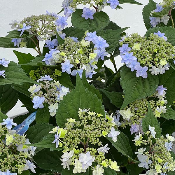 ヤマアジサイ：坊ヶ鶴の華（ボウガヅルノハナ）4号鉢植え