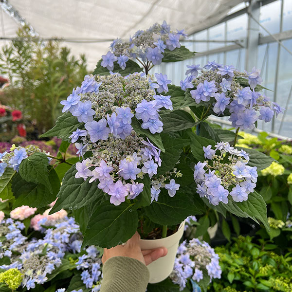 ヤマアジサイ：坊ヶ鶴の華（ボウガヅルノハナ）4号鉢植え