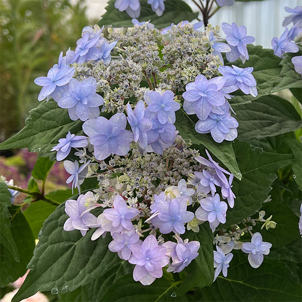 ヤマアジサイ：坊ヶ鶴の華（ボウガヅルノハナ）4号鉢植え