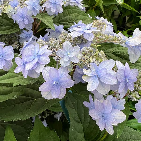 ヤマアジサイ：坊ヶ鶴の華（ボウガヅルノハナ）4号鉢植え