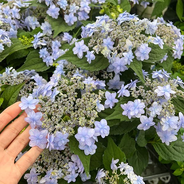 ヤマアジサイ：坊ヶ鶴の華（ボウガヅルノハナ）4号鉢植え