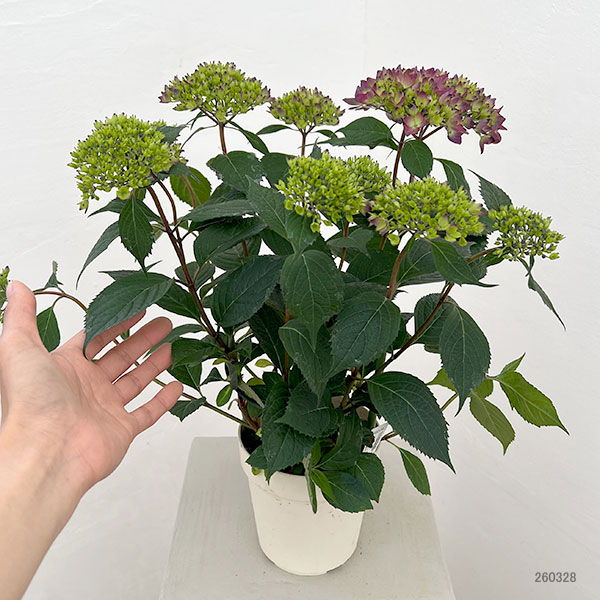 ヤマアジサイ：十六夜（いざよい）4号鉢植え