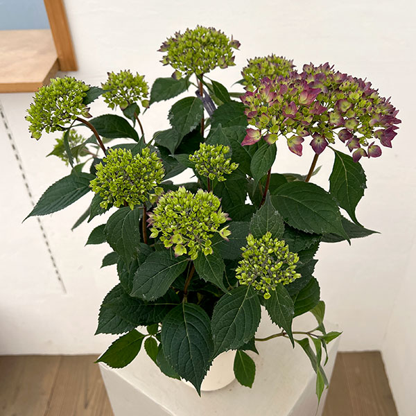 ヤマアジサイ：十六夜（いざよい）4号鉢植え