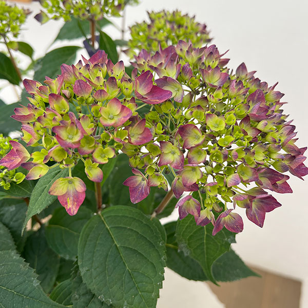 ヤマアジサイ：十六夜（いざよい）4号鉢植え