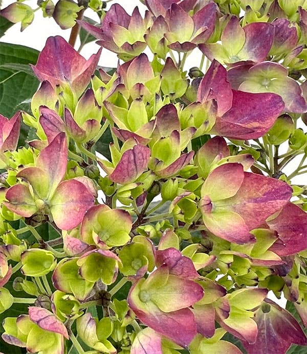 ヤマアジサイ：十六夜（いざよい）4号鉢植え