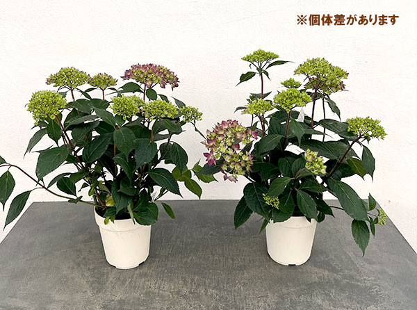 ヤマアジサイ：十六夜（いざよい）4号鉢植え