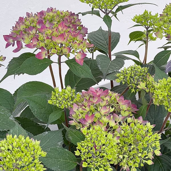 ヤマアジサイ：十六夜（いざよい）4号鉢植え