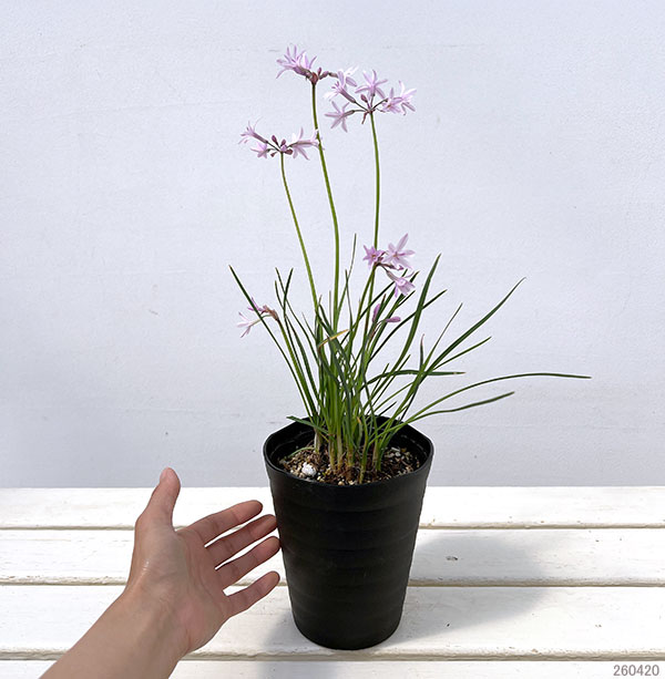 ツルバキア：アシャンティ4.5号ポット