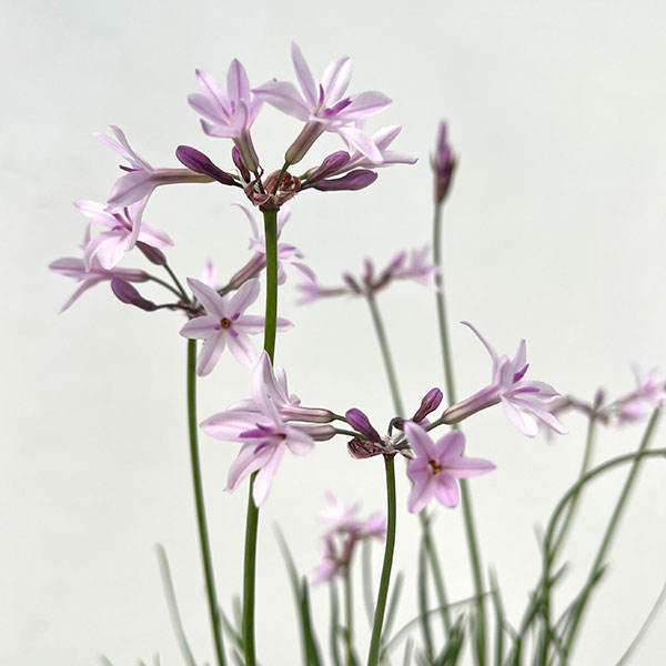 ツルバキア：アシャンティ4.5号ポット