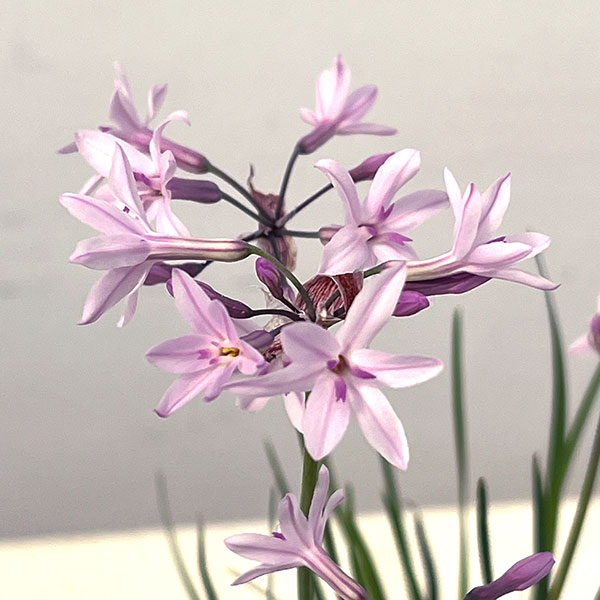 ツルバキア：アシャンティ4.5号ポット