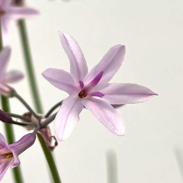 ツルバキア：アシャンティ4.5号ポット