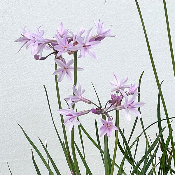 ツルバキア：アシャンティ4.5号ポット