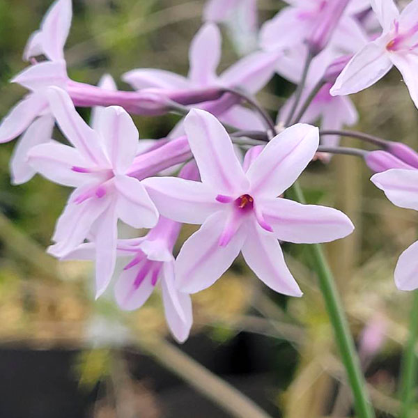 ツルバキア：アシャンティ4.5号ポット