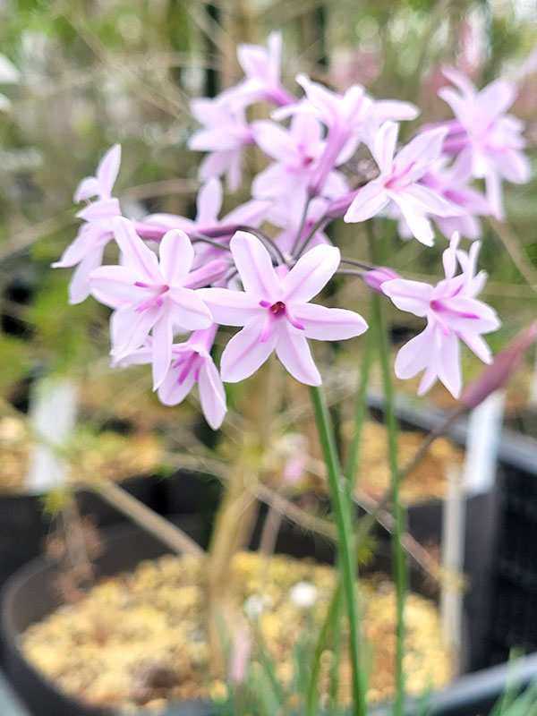 ツルバキア：アシャンティ4.5号ポット