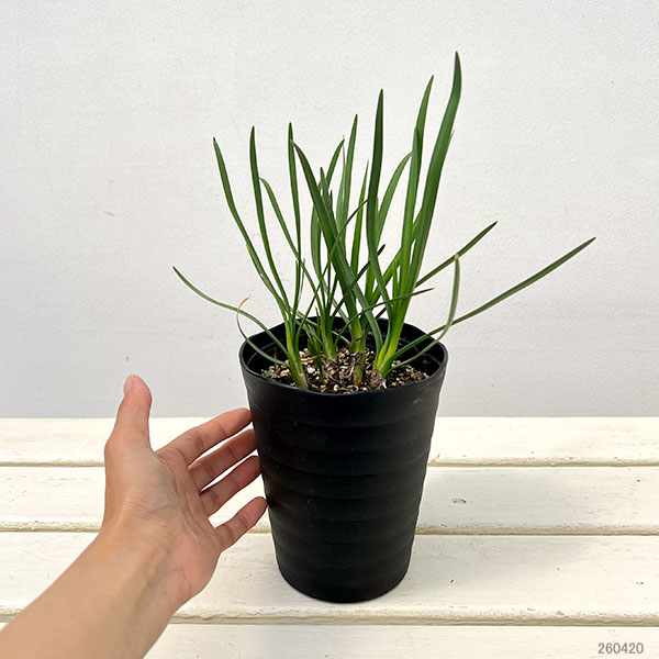 ツルバキア：パール4.5号ポット