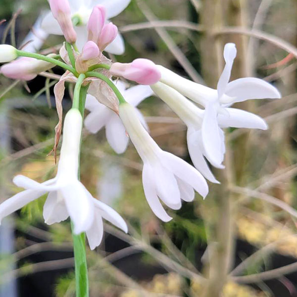 ツルバキア：パール4.5号ポット