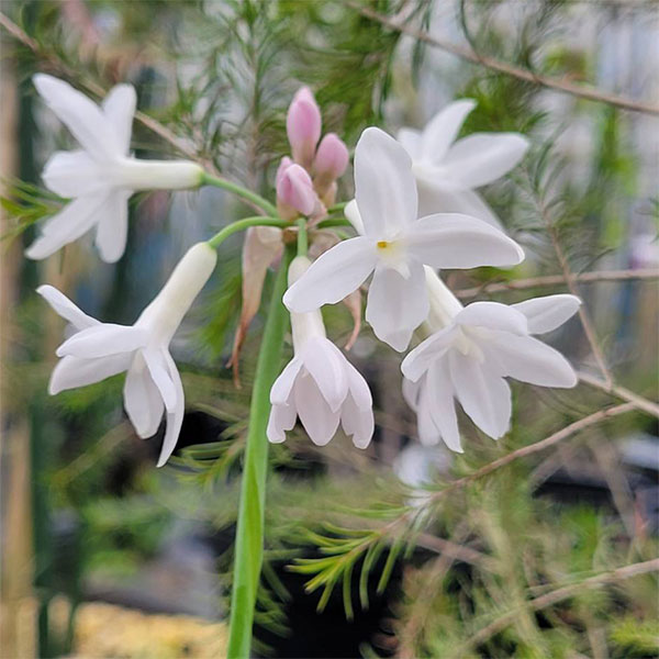 ツルバキア：パール4.5号ポット