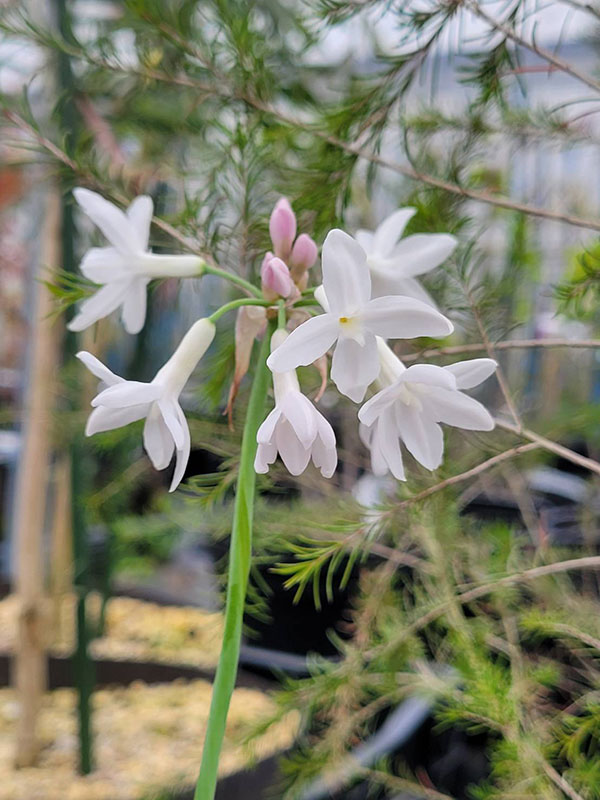 ツルバキア：パール4.5号ポット