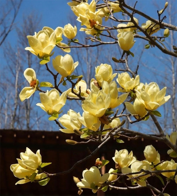 マグノリア：ロイス接木1年生苗5号ポット