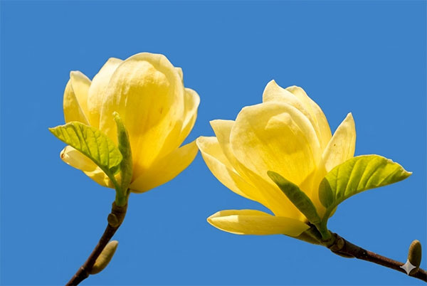 マグノリア：ロイス接木1年生苗5号ポット