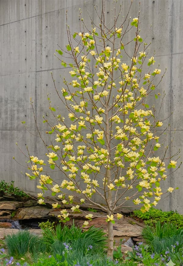 マグノリア：ロイス接木1年生苗5号ポット