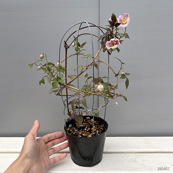 クレマチス:モンタナ メイリーン4号鉢植え