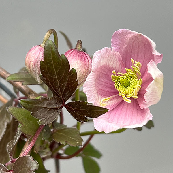 クレマチス:モンタナ メイリーン4号鉢植え