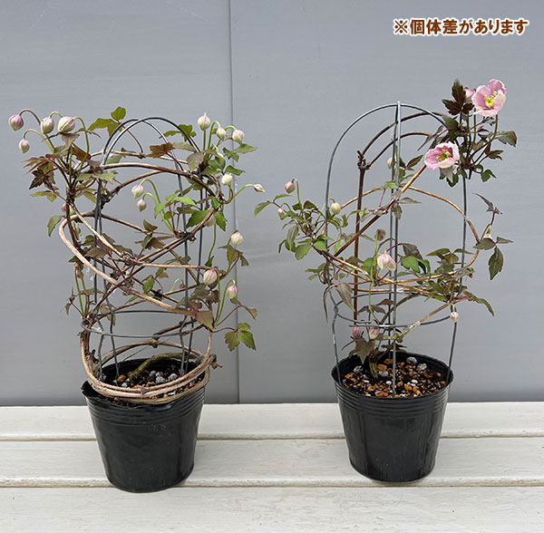 クレマチス:モンタナ メイリーン4号鉢植え