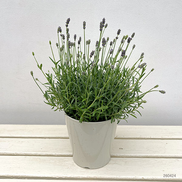 園芸ネット本店｜イングリッシュラベンダー：ほのか5号鉢植え の通販