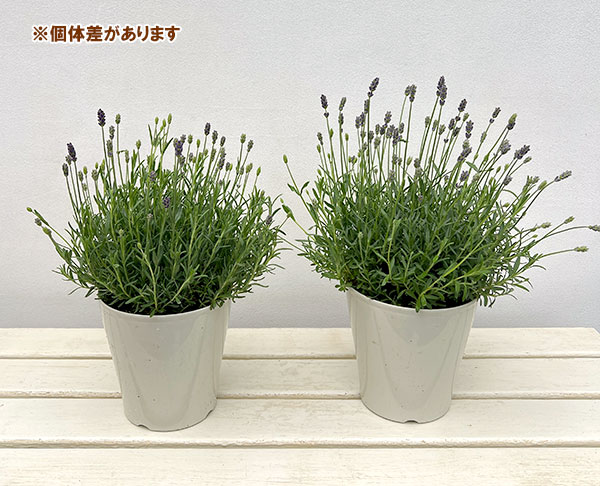 イングリッシュラベンダー：ほのか5号鉢植え