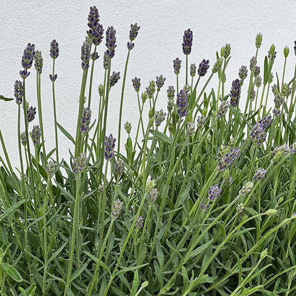 イングリッシュラベンダー：ほのか5号鉢植え