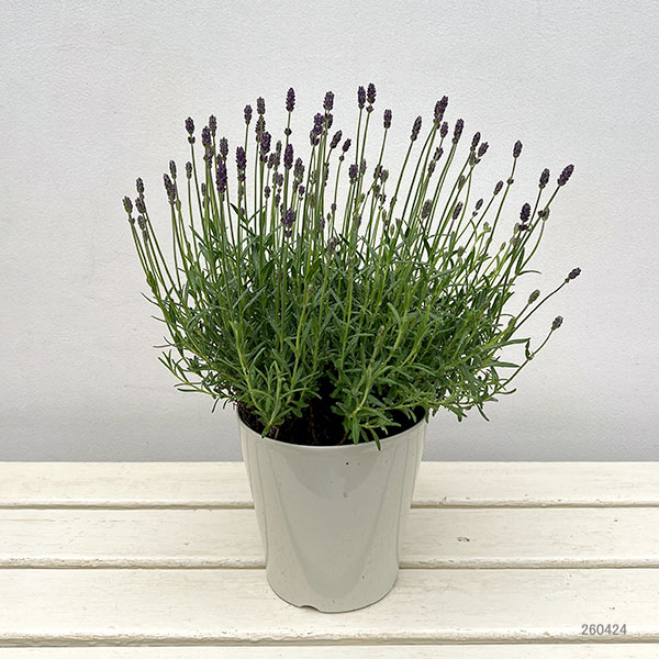 園芸ネット本店｜イングリッシュラベンダー：しほ5号鉢植え の通販【公式】
