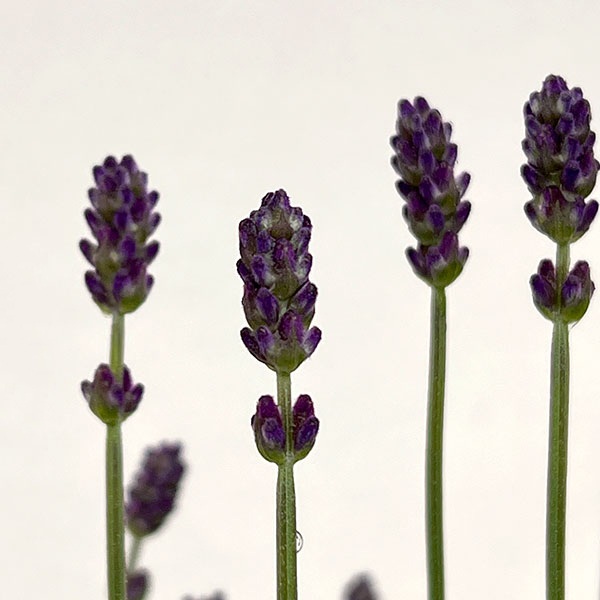 イングリッシュラベンダー:しほ5号鉢植え