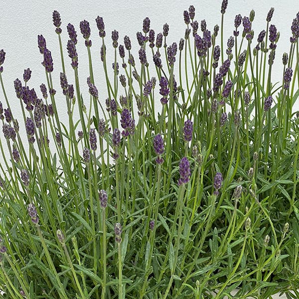 イングリッシュラベンダー:しほ5号鉢植え