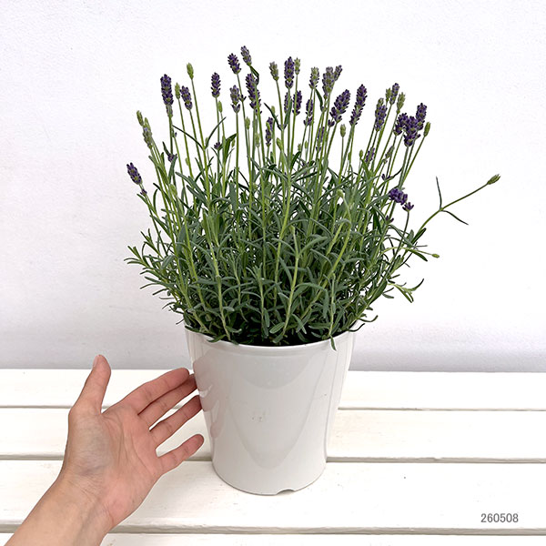 イングリッシュラベンダー：ちなつ5号鉢植え