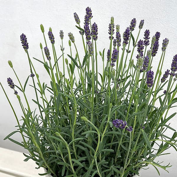 イングリッシュラベンダー：ちなつ5号鉢植え