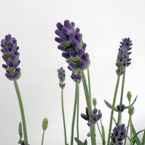 イングリッシュラベンダー：ちなつ5号鉢植え